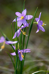 Image showing purple snow drop flowers
