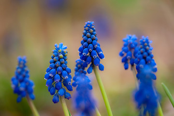 Image showing blue hyacinth