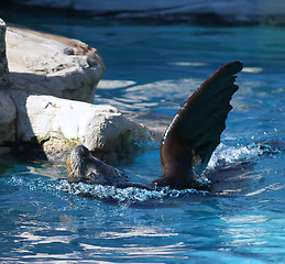 Image showing seal high five