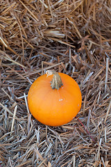 Image showing pumpkins on pumpkin patch