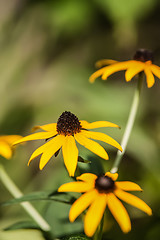 Image showing summer flowers on meadow