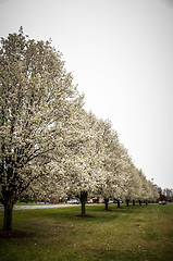 Image showing blooming treeline