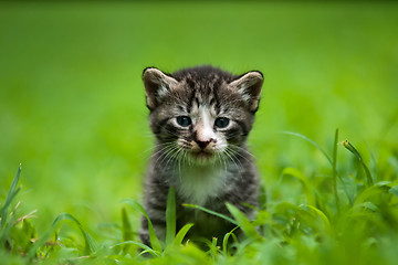 Image showing kitty in grass