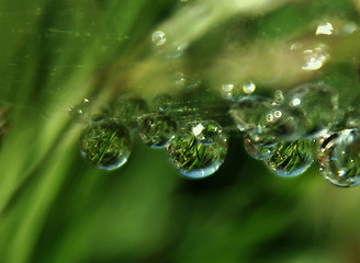 Image showing grass morning dew