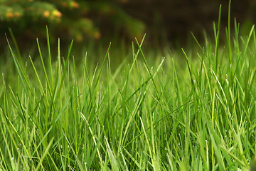 Image showing green grass