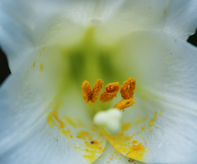 Image showing white lily