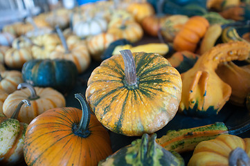 Image showing pumpkins on pumpkin patch