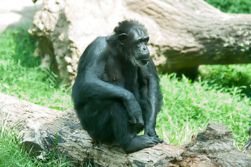 Image showing male silver back gorilla sitting  