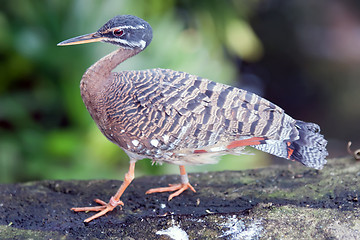 Image showing tropical pigeon bird