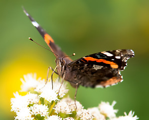 Image showing butterfly