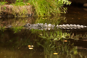 Image showing Crocodile is between land and water 