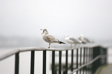 Image showing screaming seagull