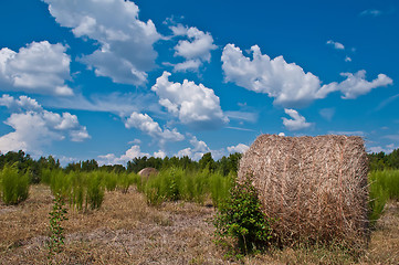 Image showing harvest