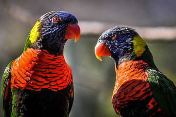 Image showing rainbow parrot