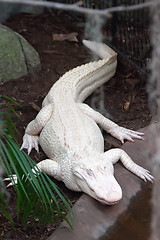 Image showing albino alligator - Alligator Farm 