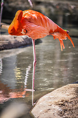 Image showing pink flamingo