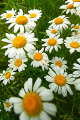 Image showing white daisy flowers