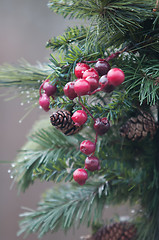 Image showing mistletoe on lamp post