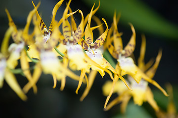 Image showing yellow tropical flower