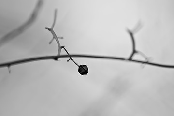 Image showing dry berry on branch