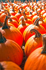 Image showing pumpkins on pumpkin patch