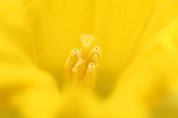 Image showing daffodil macro