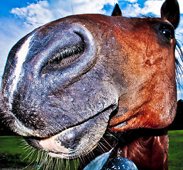 Image showing funny horse