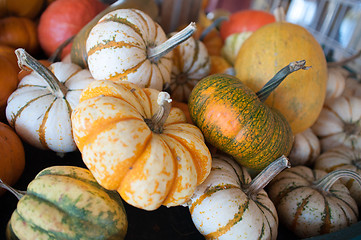 Image showing pumpkins on pumpkin patch