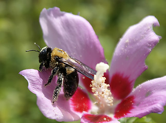 Image showing bumble bee in pollen