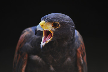 Image showing hawk portrait