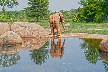 Image showing elephant reflection