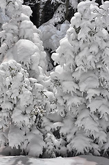 Image showing snow covered trees