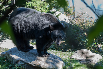 Image showing black bear