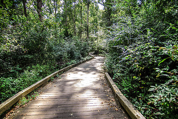 Image showing wooden path in forest