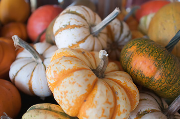 Image showing pumpkins on pumpkin patch