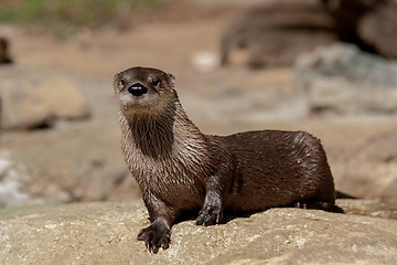 Image showing otter