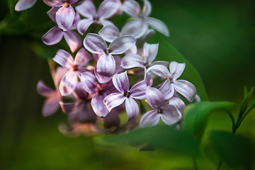 Image showing lilac