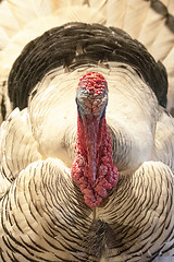 Image showing White turkey