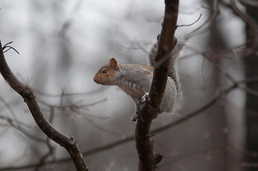 Image showing jumping squirrel