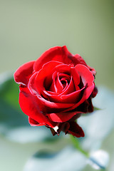 Image showing red rose