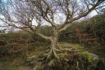 Image showing craggy gardens