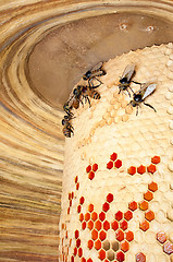 Image showing bee hive
