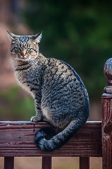 Image showing The gray cat on a fence