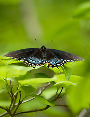 Image showing butterfly