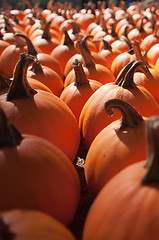 Image showing pumpkins on pumpkin patch