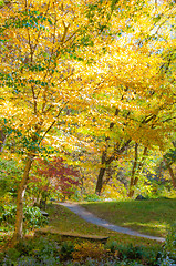 Image showing autumn colors