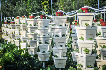 Image showing vertical strawberry farm