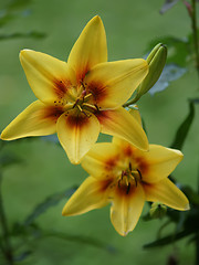 Image showing yellow lily