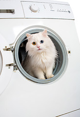 Image showing washing machine and cat