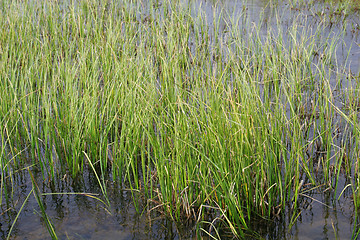 Image showing fertile marshes